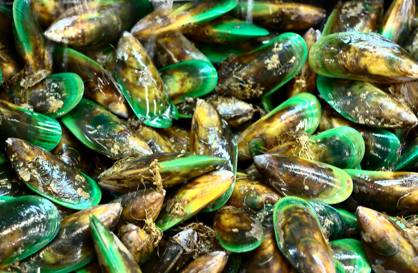 Photo of green New Zealand Mussels
